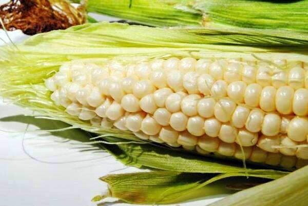 Silver Queen Corn, Size: 50LB