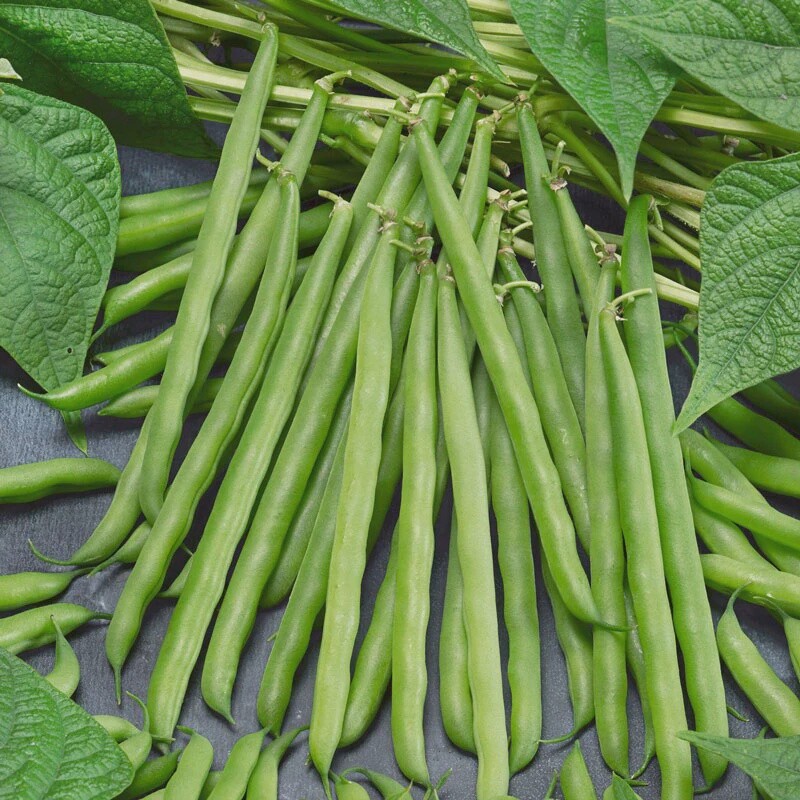 Greencrop Bush Flat Bean, Size: 50LB