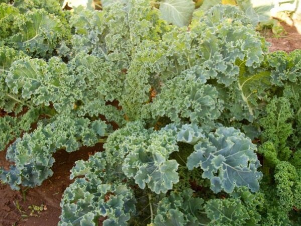 Dwarf Siberian Kale, Size: 1LB