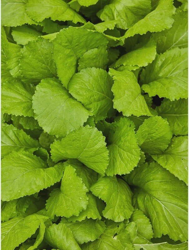 Florida Broadleaf Mustard