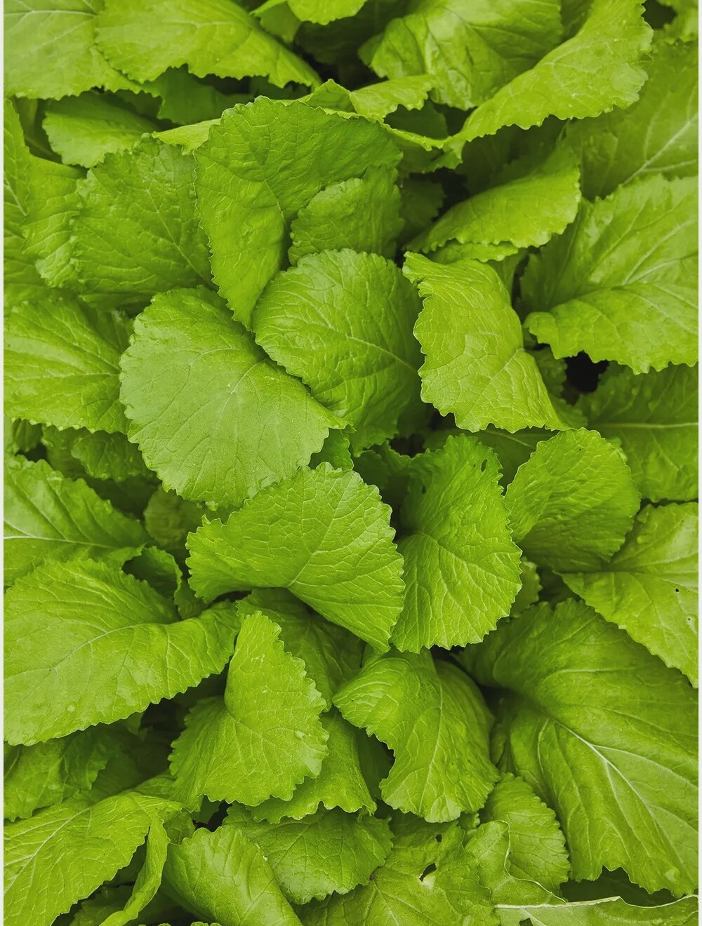 Florida Broadleaf Mustard, Size: 5LB