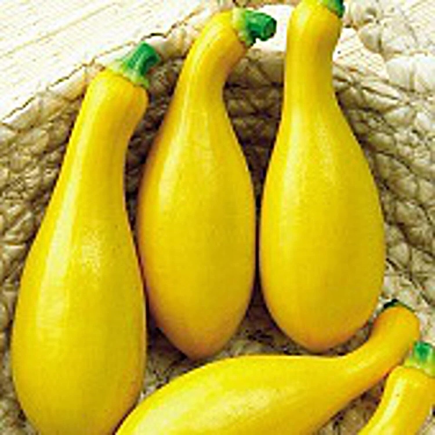Dixie Hybrid Squash, Size: 1OZ