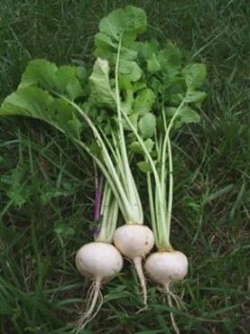White Egg Turnip
