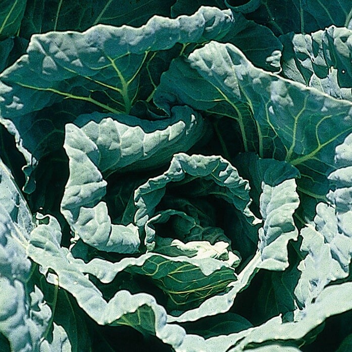 Morris Heading Collard, Size: 5LB