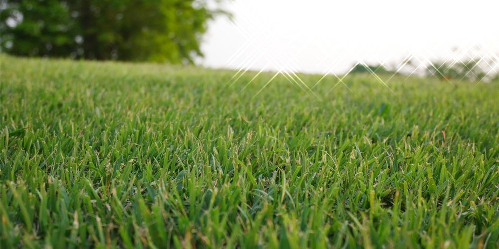 Common Bermudagrass Hulled &amp; Coated