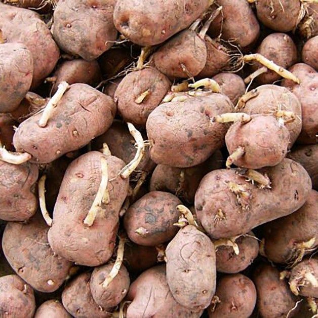 Red Pontiac Seed Potatoes