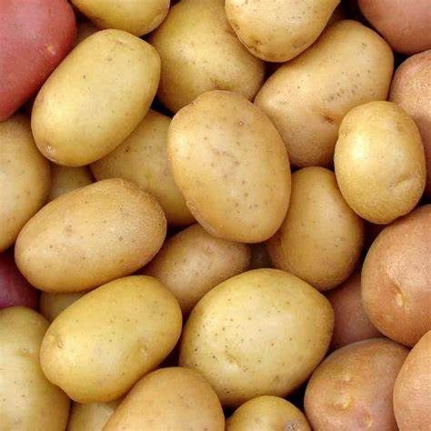 White Kennebec Potatoes