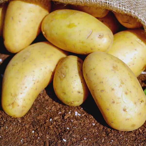 Yukon Gold Seed Potatoes