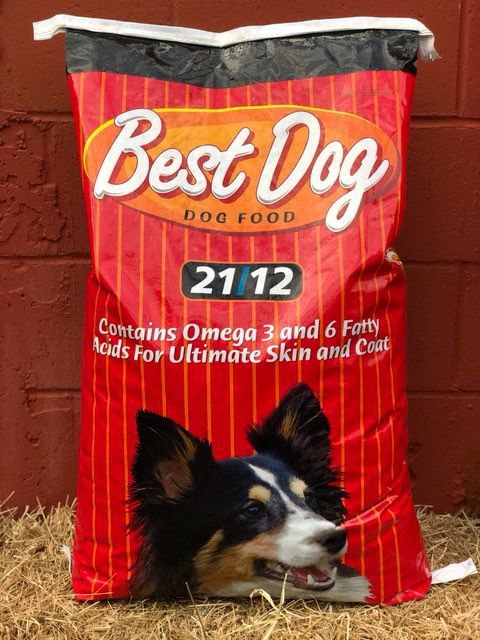 Best Dog 21/12