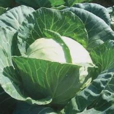 Early Jersey Wakefield Cabbage, Size: 1oz