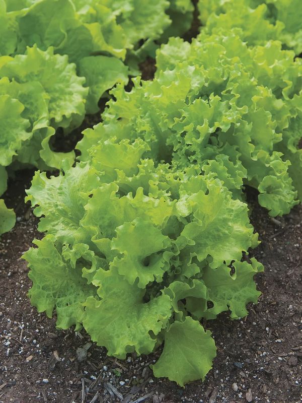 Black Seeded Simpson Lettuce