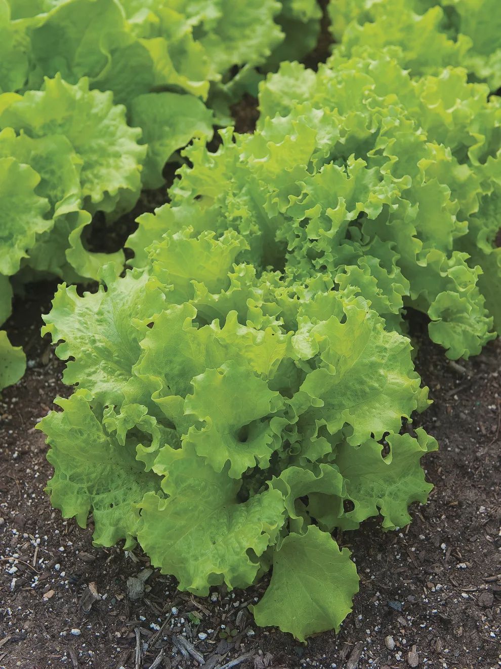 Black Seeded Simpson Lettuce, Size: 1/2OZ