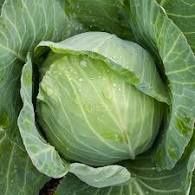 Golden Acre Cabbage, Size: 1LB