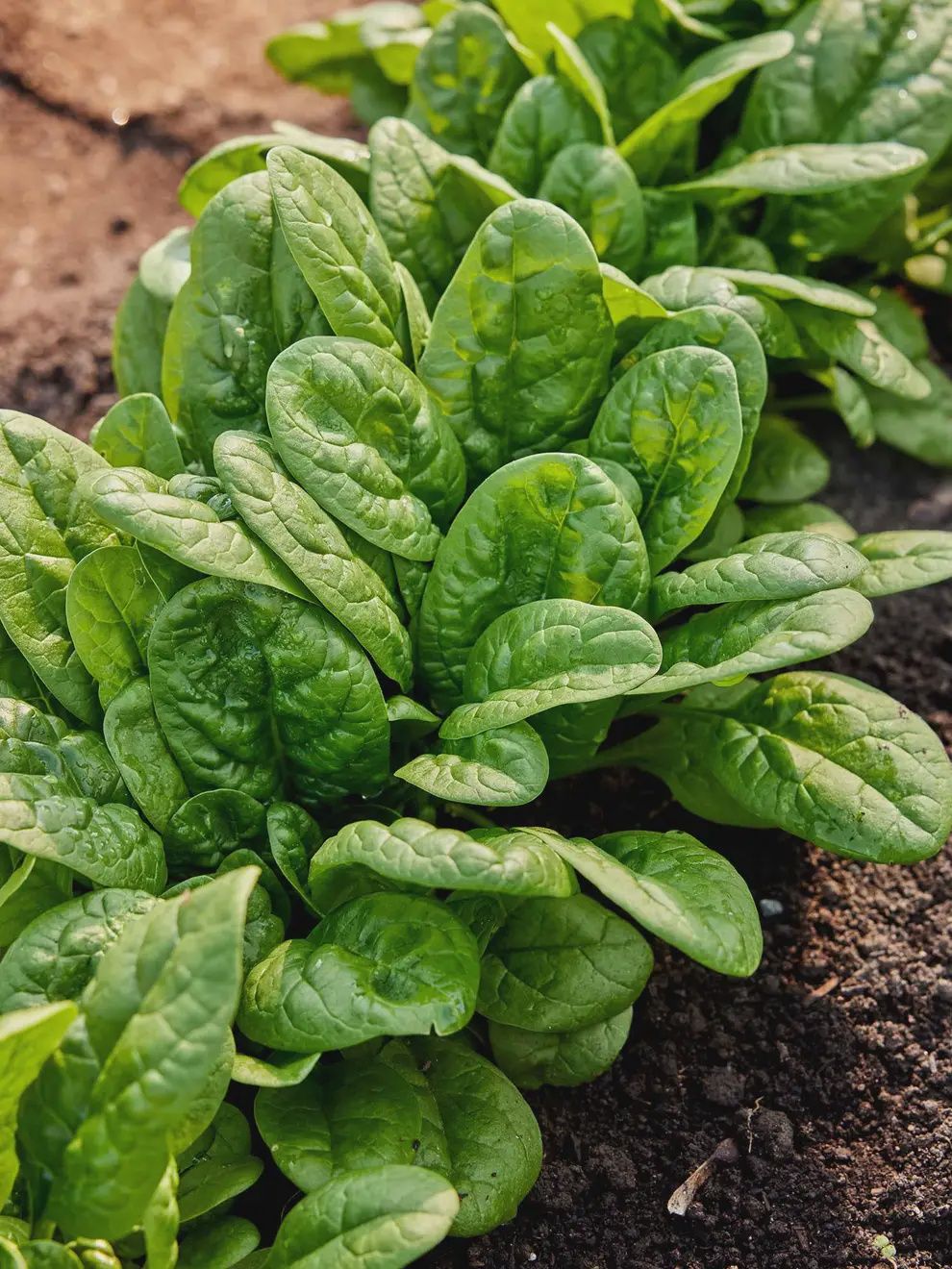 Spinach - Bloomsdale Long Standing