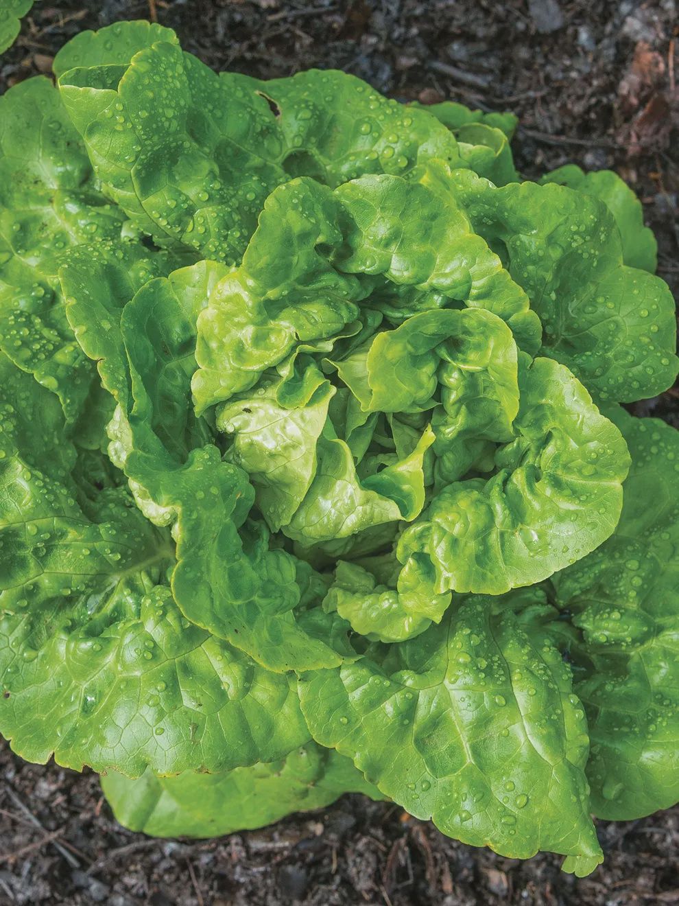 Buttercrunch Lettuce, Size: 1oz
