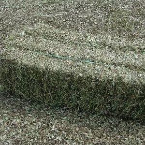 Perennial Peanut Hay Square Bale
