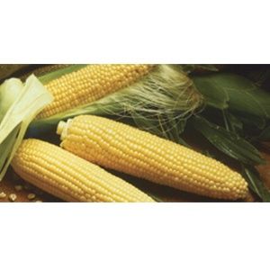 Golden Queen Corn, Size: 1LB