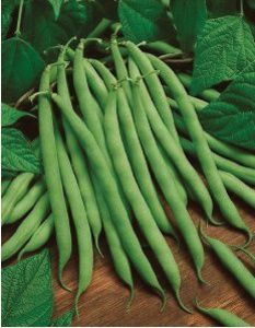 Kentucky Wonder Bean, Size: 1/2lb