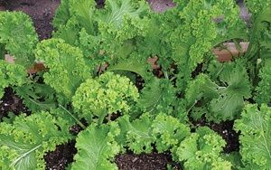 Curly Leaf Mustard