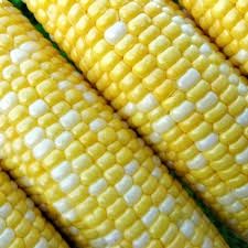 Peaches &amp; Cream Bi-Color Sweet Corn, Size: 1LB