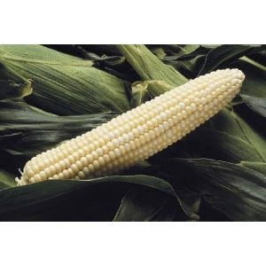 Sweet G90 Corn, Size: 1LB