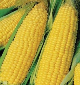 Truckers Favorite White Corn, Size: 1lb