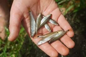 Minnow Scoop 12-15