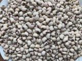 Mississippi Purplehull, Size: 1/2 LB