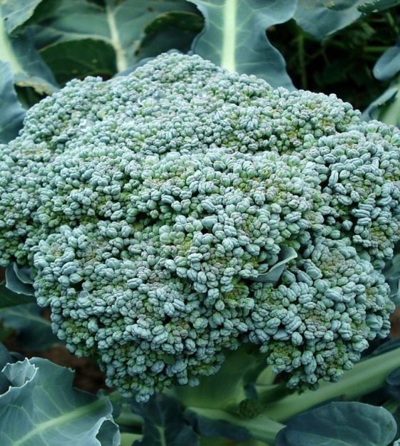 Waitham 29 Broccoli, Size: 1LB