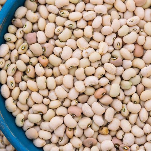 Texas Cream 8 Cowpea, Size: 1 lb