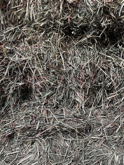 Timothy Hay 3 String (Grassy Type)