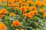 Marigold 6 pk