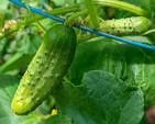 Burpless Cucumber 6 pk