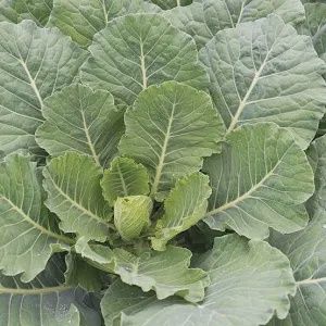 Top Bunch Collards 6 pk