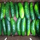 Marketmore Cucmber 6 pk