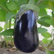 Black Beauty Egg Plant 6 pk