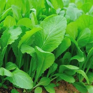 Florida Broadleaf Mustard 6pk