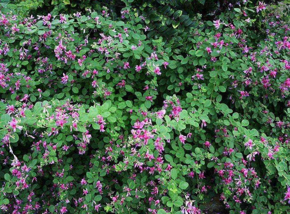 Lespedeza-Korean Coated