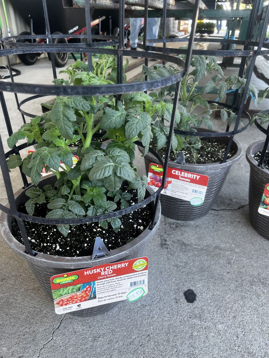Cage Plants