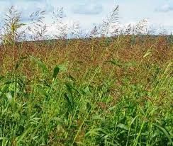 Sorghum Alum Seed