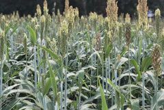 Sorghum Sudan Sweetgrazer