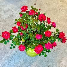 Knockout Rose