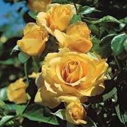 Roses 3 Gallon
