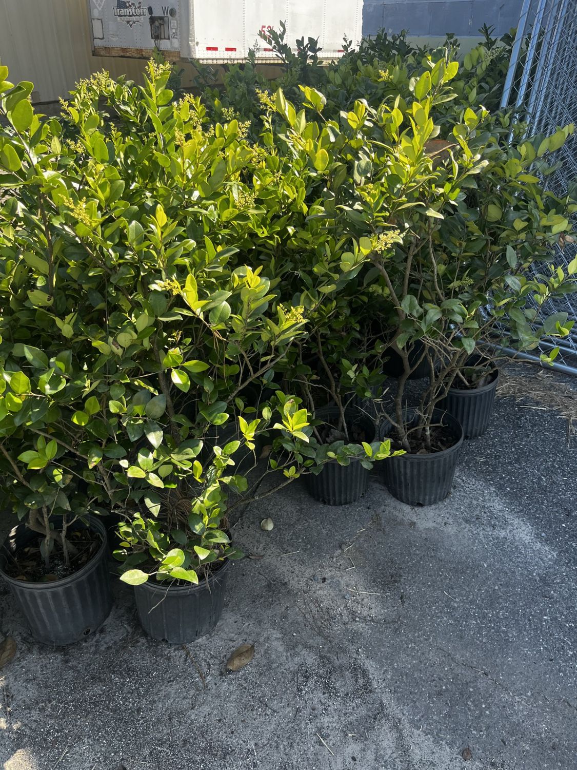 Yellow Tipped Ligustrum 3 Gallon