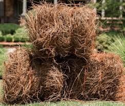 Pine Straw