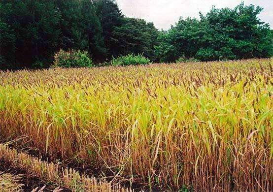 Japanese Millet 50 LB