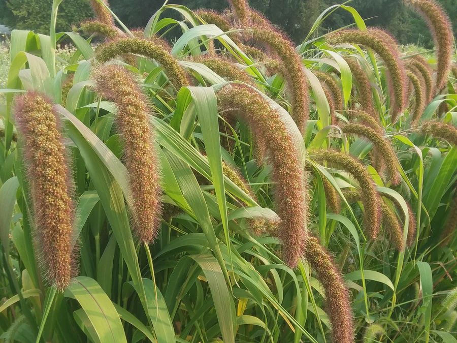 Millet, Golden German