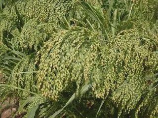 Dove Proso Millet