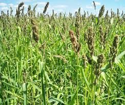 Brown Top Millet., Size: 50lb