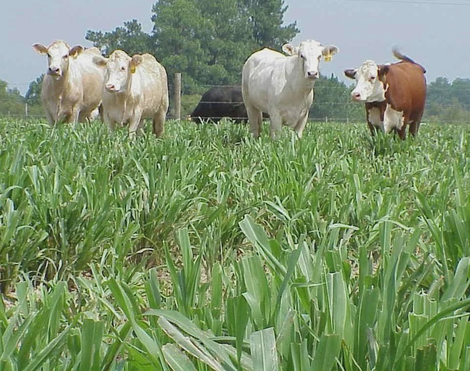 Tifleaf 3 Hybrid Pearl Millet